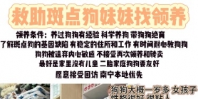 狗肉馆救下的斑点狗找领养