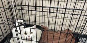 小白(矮脚白猫），求领养，求善待。