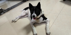 边牧与土狗串串寻主人
