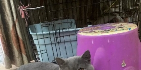 公蓝猫已绝育，微瑕