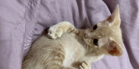 两个多月小猫咪找领养