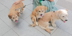 3只半岁的狗宝宝，希望有缘遇有爱心的友人能收养