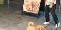 9.30经开区走失一只卷毛小黄狗