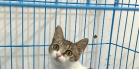 南宁流浪兄妹找领养