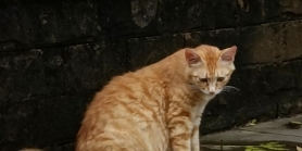 长毛橘猫找领养