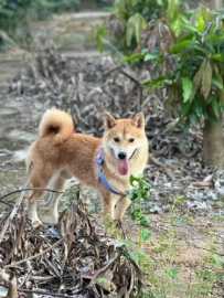 12月25日青环路孔庙旅游码头走失小黄狗