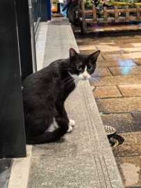 寻猫！！麻村地铁站C口（麻村菜市）奶牛猫