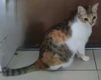 12月24日腹部白色背部黑橘彩狸从青秀区金湖广场广建小区走丢