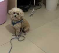 6.20在江南区仁义村九组附近走失贵宾狗一只